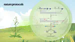 FLEP-seq: simultaneous detection of RNA polymerase II position, splicing status, polyadenylation site and poly (A) tail length at genome-wide scale by single-molecule nascent RNA sequencing