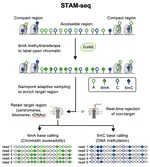 Single-molecule Targeted Accessibility and Methylation Sequencing of Centromeres, Telomeres, and rDNAs in Arabidopsis